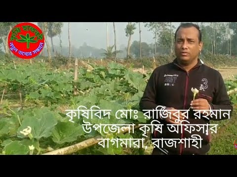 কুমড়া জাতীয় সবজির হাত পরাগায়ন