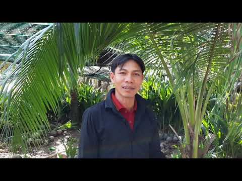 Cây giống Minh Hậu nơi bán các loại dừa giống lớn nhất Miền Tây-Tư Hậu Miền Tây-Youtube. liên hệ Cơ sở Minh Hậu 0987639100