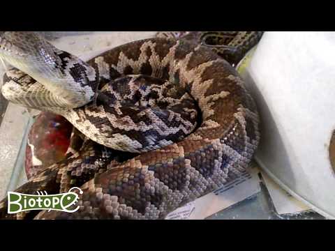 ثعبان يصطاد في مجموعات.. اكتشاف يغيّر مفاهيم سلوك الزواحف 