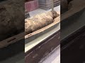 firaun mummy egypt. Egyptian museum 2023. Pharaoh mummy latest video.