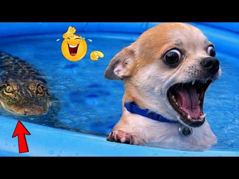 😂Try Not to Laugh at These Cats  and Dog | Ultimate Funny Cat Dog Clips Compilation - Viral 2026 Fun