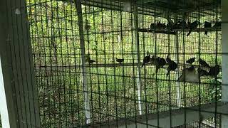 Download lagu Baka Kuak Meratus (Pesum) mp3