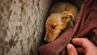 Abandoned Puppy Gets a New Life after Being Rescued