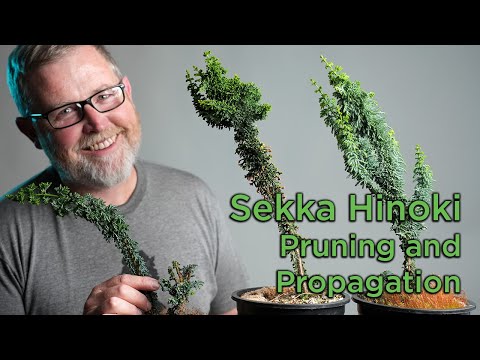 Bonsaify | Sekka Hinoki Pruning and Propagation