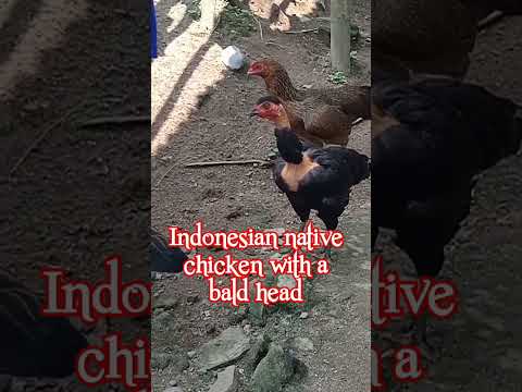 , title : 'Indonesian native chicken with a bald head'
