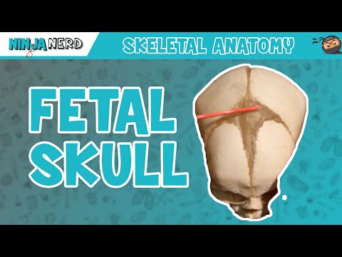 Fetal Skull Fontanelles Anatomy