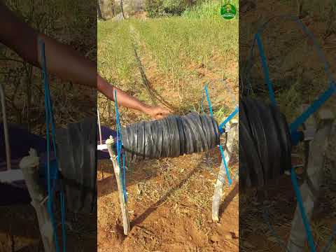 💯Super idea!👌🏻Rewinding drip irrigation tape!👆🏻 #drip #Irrigation #farming #short
