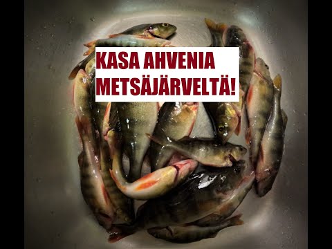 ICE FISHING PERCHES FROM THE LAKE MIDDLE OF FOREST - FISHING IN KAINUU FINLAND - CHANGING SPARK PLUG