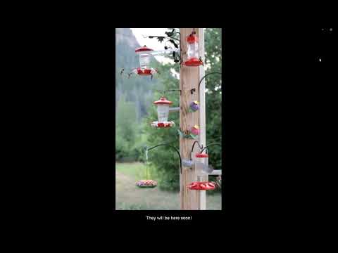 The Ultimate Hummingbird Feeder Setup: Dozens of Hummers!