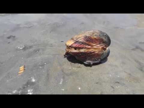 download lagu mp3 mp4 Clams Got Legs, download lagu Clams Got Legs gratis, unduh video klip Clams Got Legs