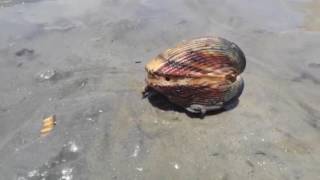 How Clams Walk