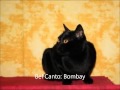 Bel Canto Bombay 