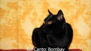 Bel Canto  Bombay