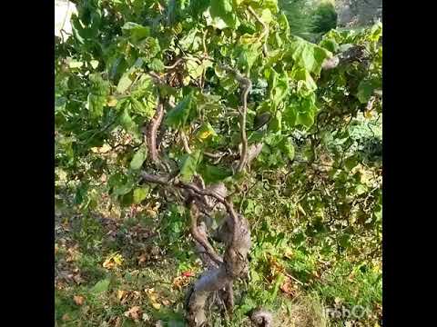 Corkscrew Hazel Corylus Avellana Contorta Rootsplants.co.uk