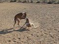 Azawakh - Azawakh Puppies Playing 