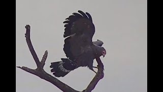 African Harrier Hawk at Djuma. 16 April 2024