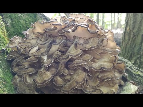 HOW TO FIND MAITAKE (HEN OF THE WOODS) MUSHROOM, Tips for Hunting and Harvesting