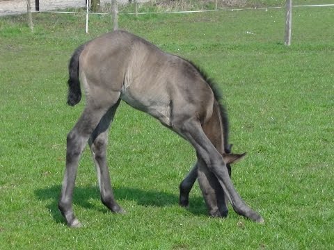 Neues von Stutfohlen CADEAU CELESTE - 9 Tage alt