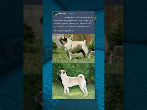 genetically engineered PUGS!? 🧪