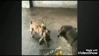 funny Monkey 🐒 video Babu bhaiya  koi kaam Chot