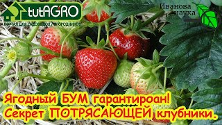 ЛУЧШАЯ ПОДКОРМКА КЛУБНИКИ ОСЕНЬЮ! Не упустите рекордный урожай - от этой под?