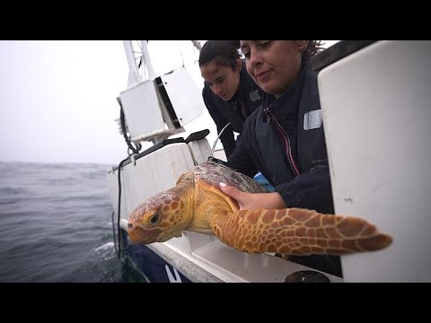 Portugal: Forscher und Tierpfleger schützen Meeresleben