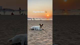 This Beach Has No Rules… 🐕 | Pattaya Thailand 🇹🇭