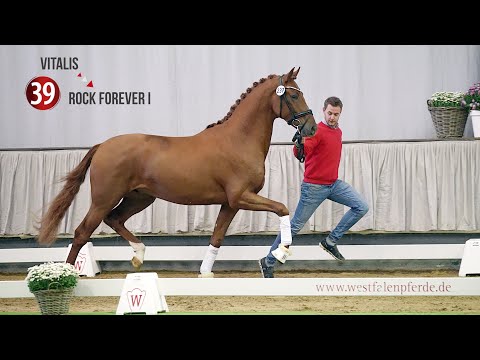Westf. Hauptkörung Reitpferdehengste 2020: 39 Vitalis - Rock Forever I - Florestan I
