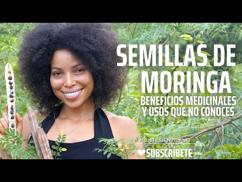 What are Moringa seeds used for and how do they work? 🌱 Here's everything you need to know.