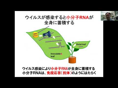 農学サイエンスフェスタ2021「ウイルスの活性化により花の模様が変化するしくみ」