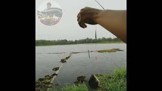 Download lagu mancing ikan nila di saat cuaca hujan mp3