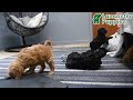 Shihpoo dogs for sale: Hunter - Video 1