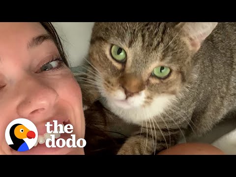 Karen The Feral Cat Demands Snuggles From Her Mom | The Dodo Cat Crazy