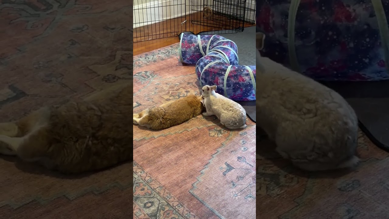 Chicago and Phoenix - sweet bonded pair, a ADOPTABLE Rex in Asheville, NC video 2/6