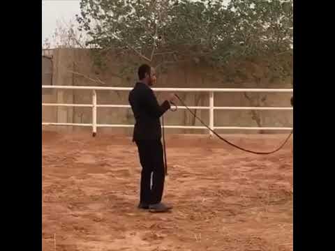 مربط الشموس