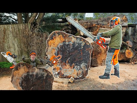 Logging a Giant Oak Butt with a Husqvarna 592xp & Stihl MS 661