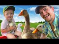 Jumping On The Trampoline With Bridgette Pet Goose Lucy Ducklings