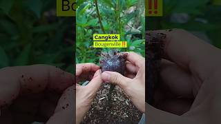 Download lagu Cara Cangkok Bougenville Paling Mudah! Cepat Berakar & Anti Gagal! mp3