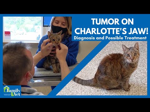 Cat’s Jaw Pain Turns Out To Be A TUMOR!