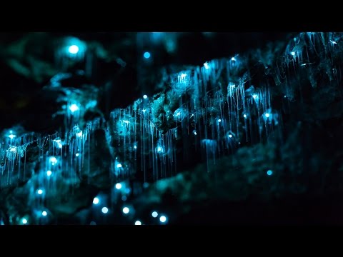 Cave Dwelling Glow Worms Light up This Video