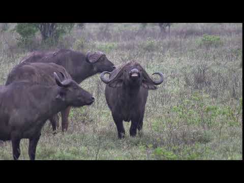 Cape Buffalo grin