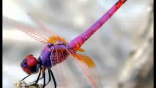 Dragonfly Dream Mix Low