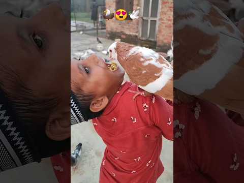 Thanks for 88 Millions views🙏😍 #kabutar #youtubeshorts #viral #shorts