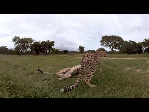 UP-CLOSE WITH A CHEETAH