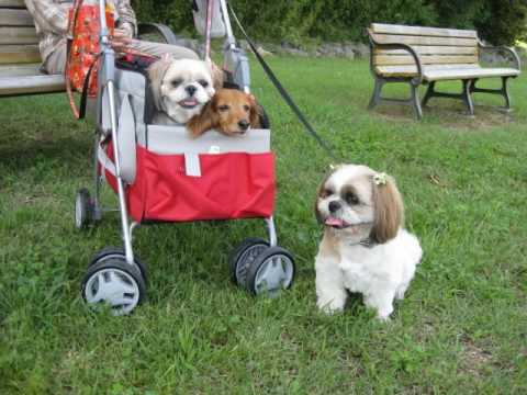 いつも３人一緒だよ