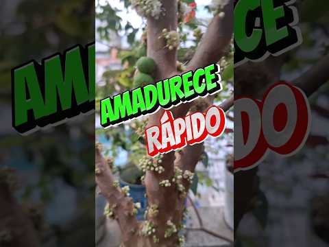 JABUTICABA O TEMPO PARA A FLOR ABRIR ATÉ A COLHEITA #fruit