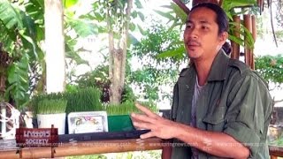 เกษตร Society 21/12/57 : วีทกราส (Wheat Grass) คืออะไร