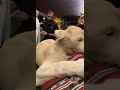 A Lion Catches A Pillow