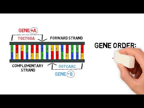 What are Gene Orientations and Gene Orders?