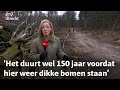 Herstel verwoest Lombokbos in Leersum nu écht van start